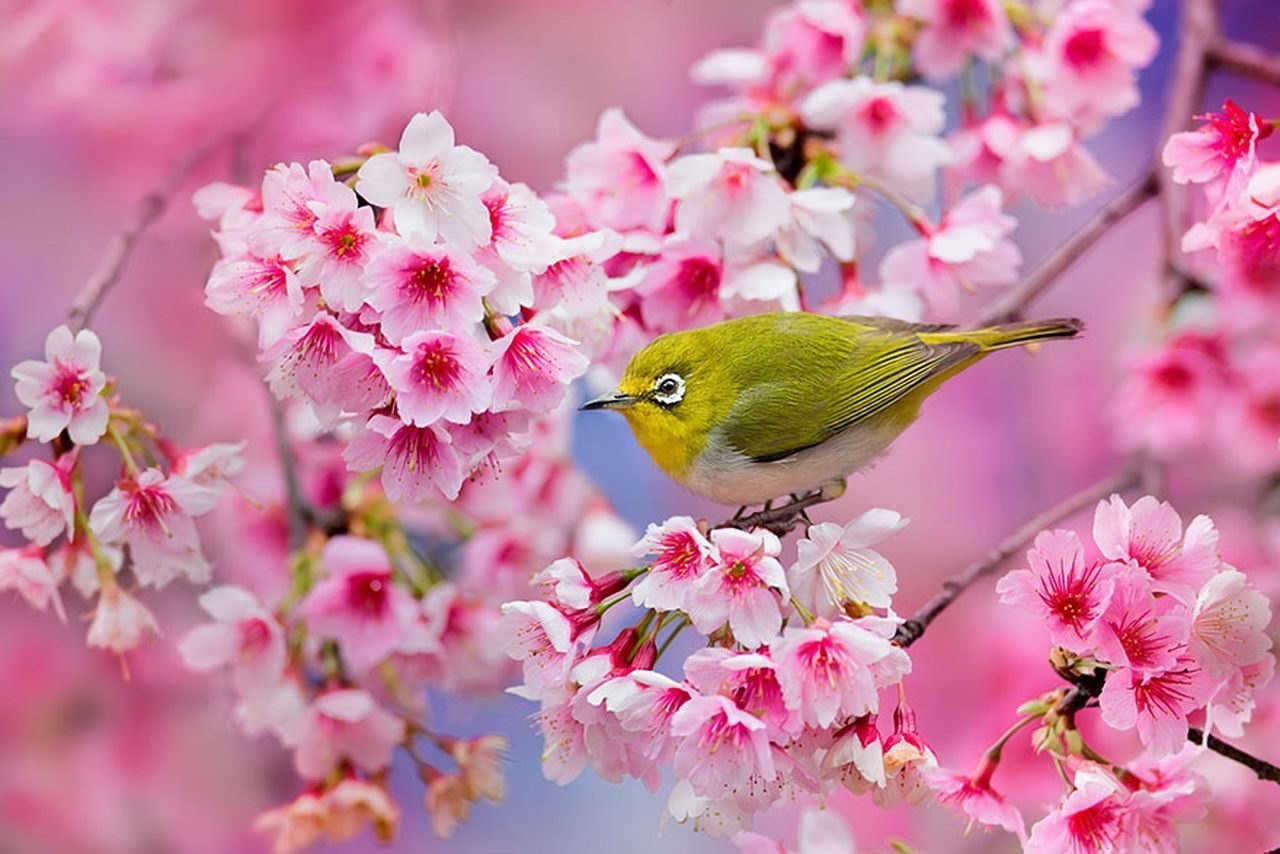 Cerisier-en-fleurs-au-Japon-5